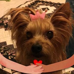 Meet your Posher, Peggy